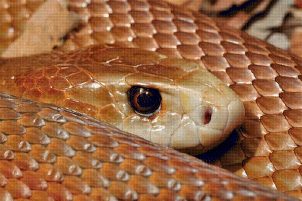 Самая ядовитая змея в мире. Одна порция змеиного яда смертельно опасна