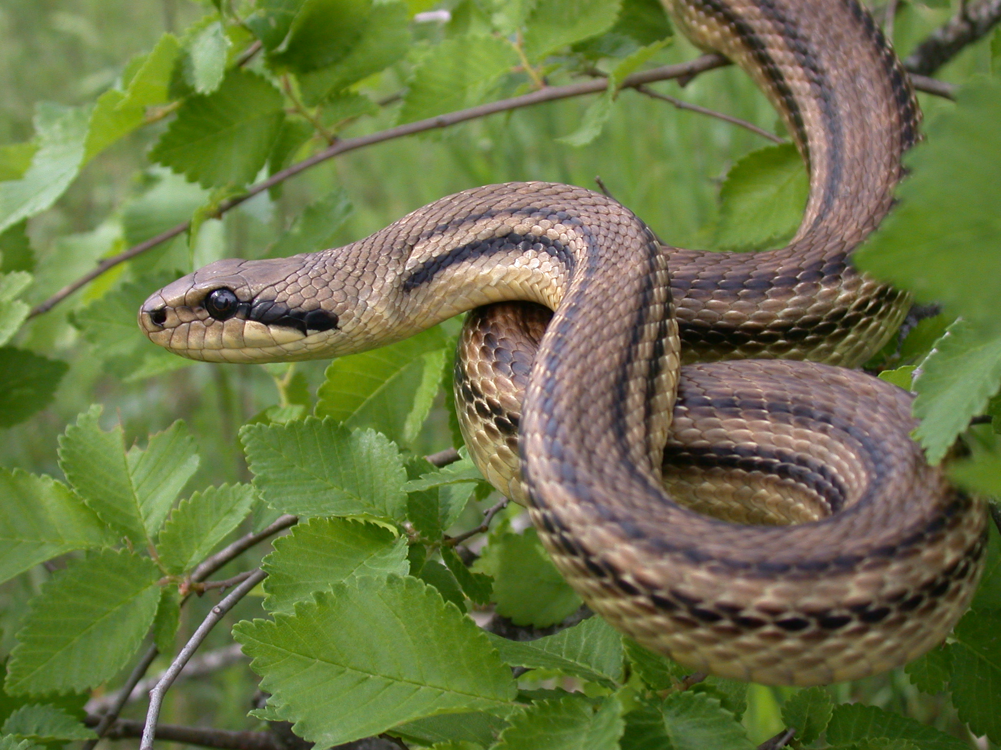 Фото полоза змеи в краснодарском крае