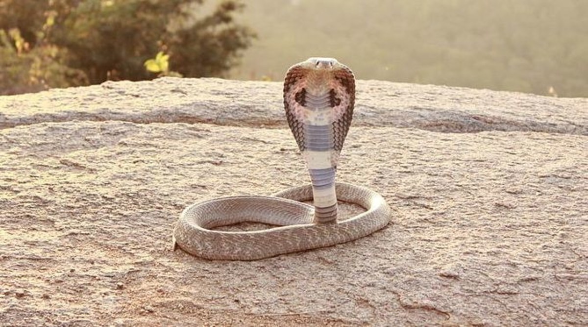 Змея кобра