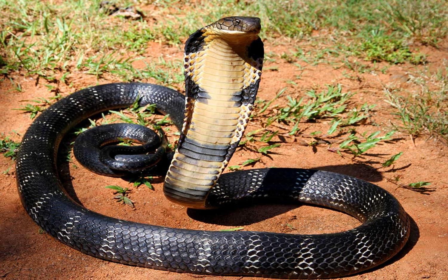 Самая большая змея в мире кобра в нападении