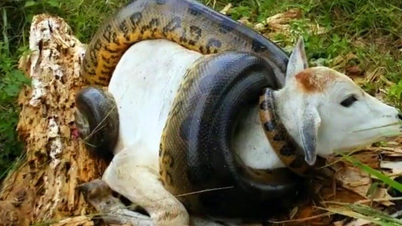 Атакует змея в любой среде