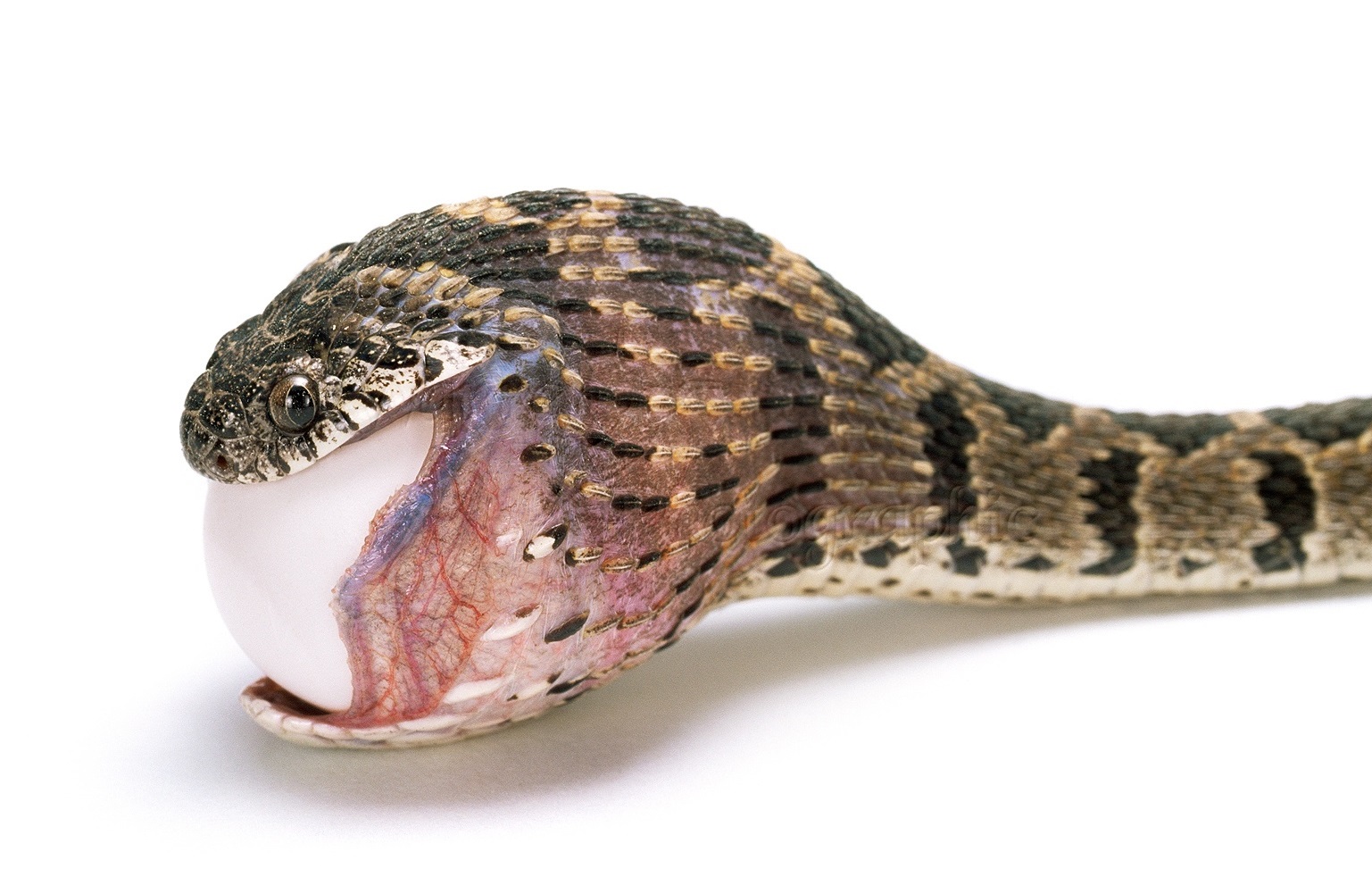 Африканская яичная змея - внешний вид