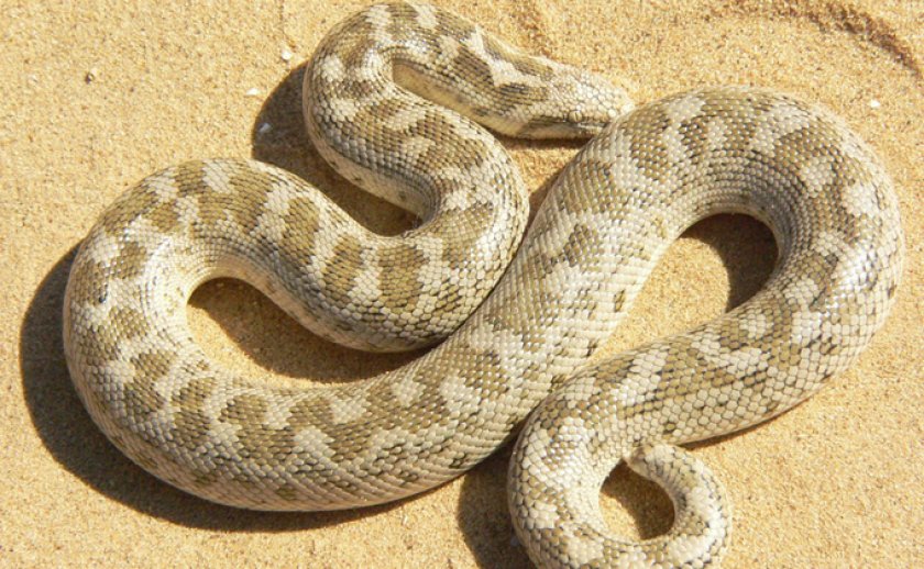 Виды змей: Удавчик песчаный