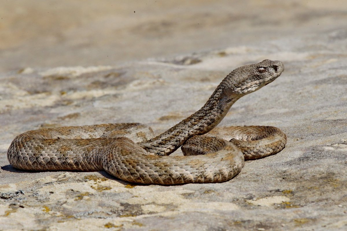 Самая ядовитая змея в России Гюрза свернулась клубком
