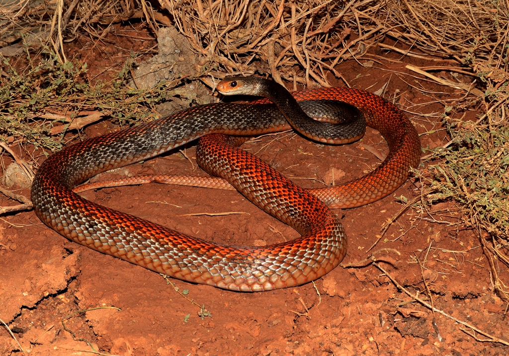 Тайпан ядовитая. Тайпан (Oxyuranus scutellatus). Австралийский Тайпан. Ядовитая змея Тайпан. Самая ядовитая змея в мире Тайпан.