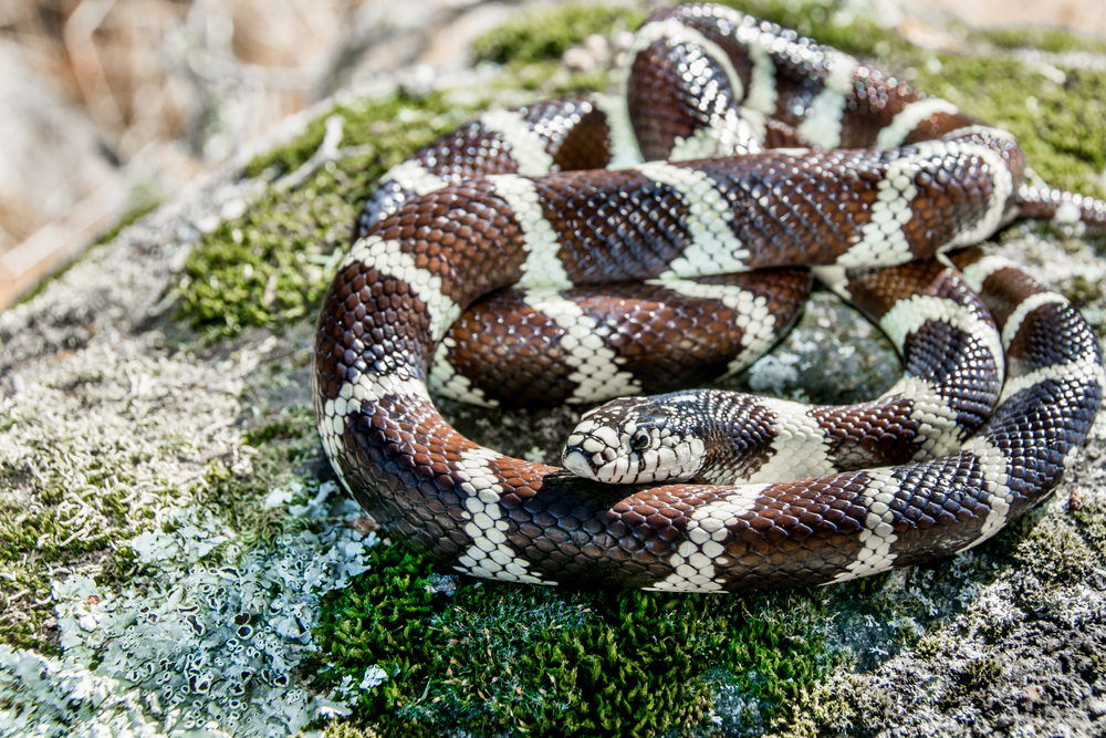 Виды змей: Королевская калифорнийская змея