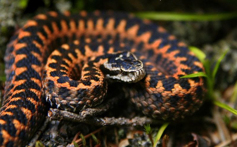 Виды змей: Кавказская гадюка
