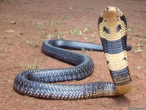 Ошейниковая кобра (Hemachatus haemachatus)