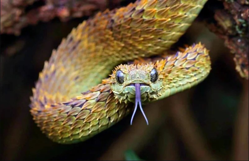 Виды змей: Гадюка колючая кустарниковая