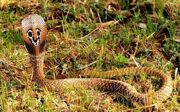 Виды змей: очковая змея