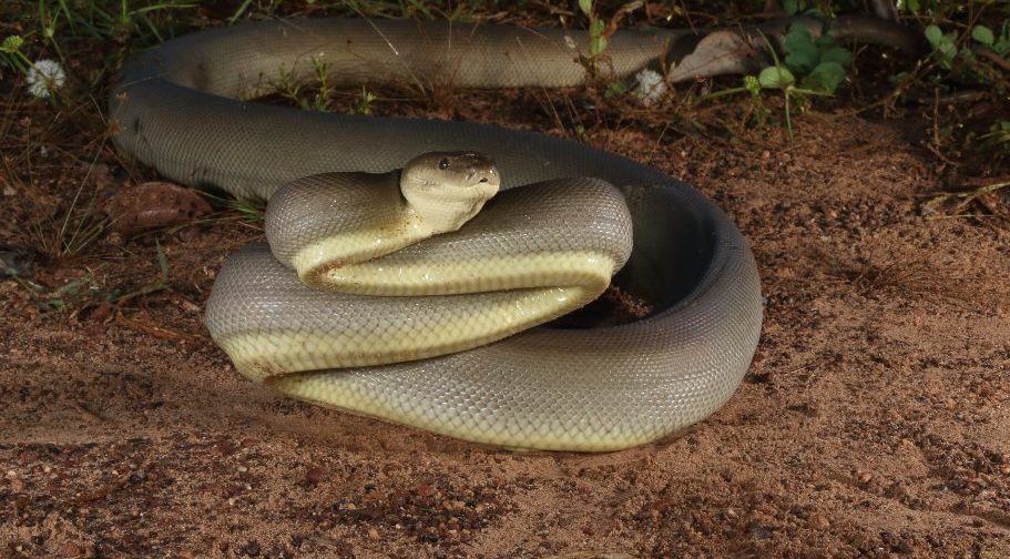 Виды змей: Liasis olivaceus