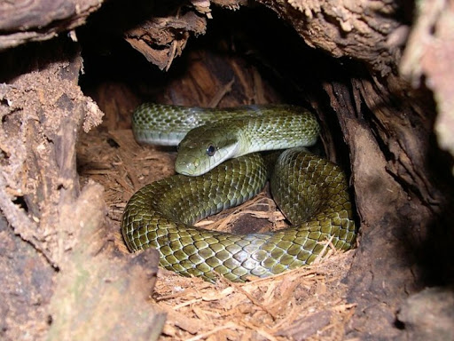 Виды змей: Островно́й по́лоз (Elaphe climacophora) 