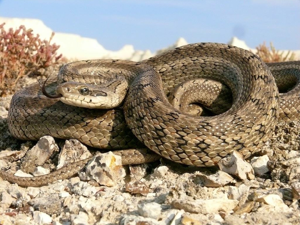 Виды змей: Узорчатый полоз