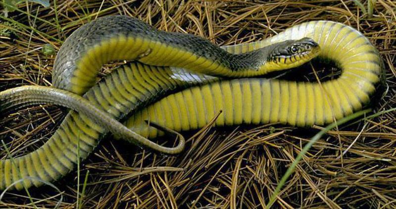 Виды змей: полоз желтобрюхий