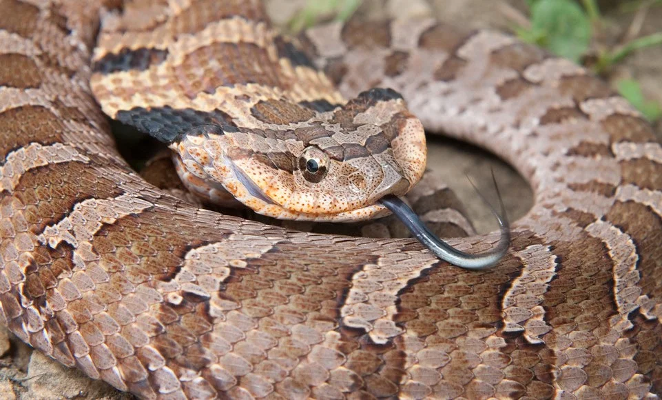 Виды змей: Широконосая восточная змея 