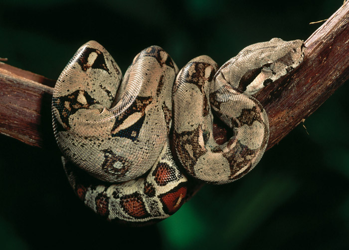 Виды змей: Удав обыкновенный