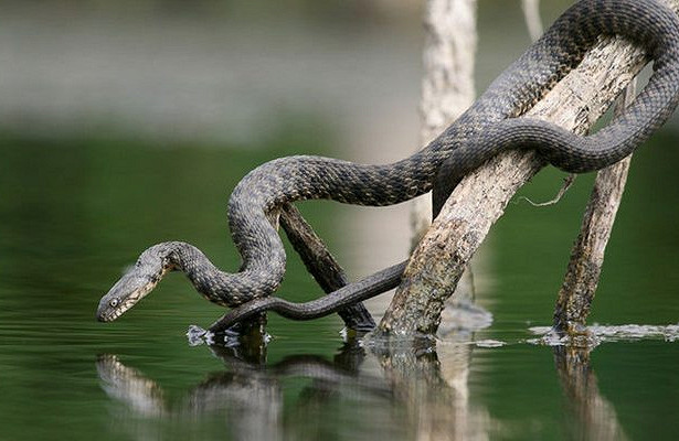 Виды змей: уж водяной