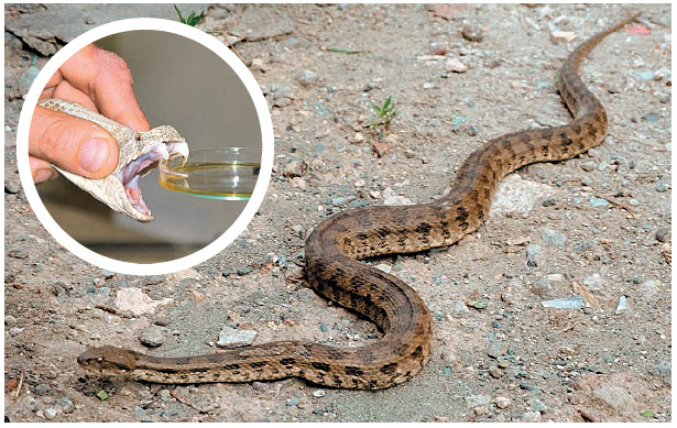 Самая ядовитая змея в России, ее яд