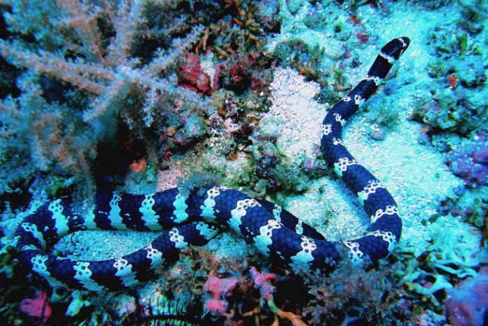 Спиральный ластохвост крупная морская змея 