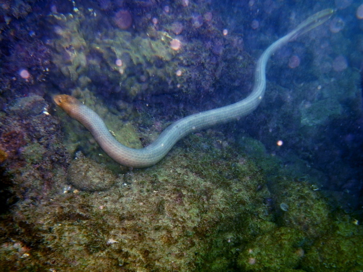 Гладкая морская змея фото