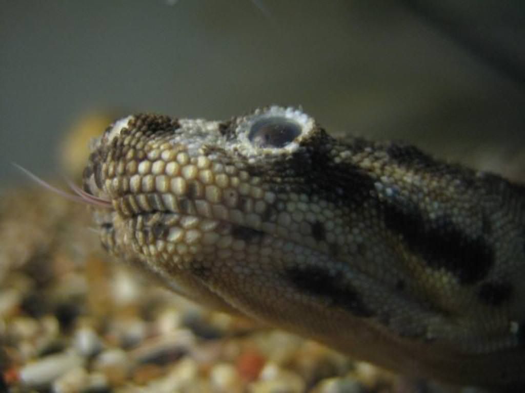 Фото морской змеи