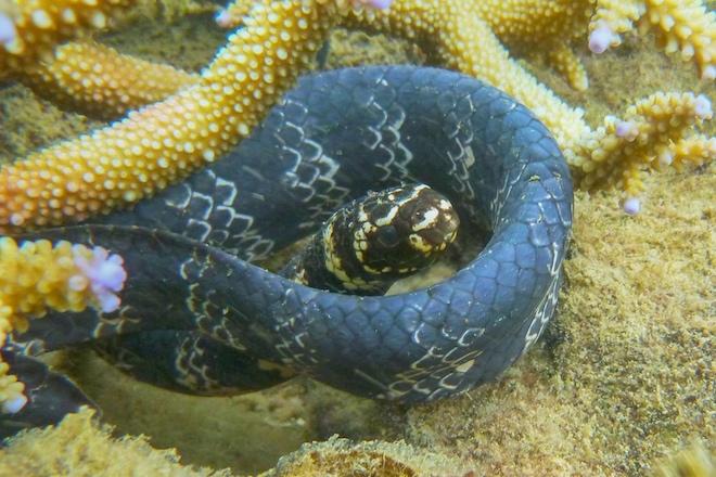 Морская змея фото