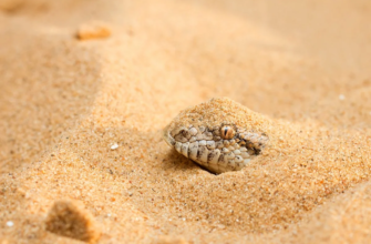 Песчаный удавчик спрятался в песке
