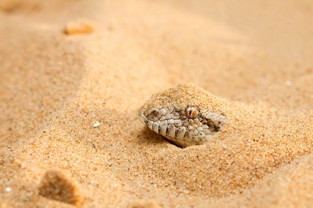Песчаный удавчик спрятался в песке