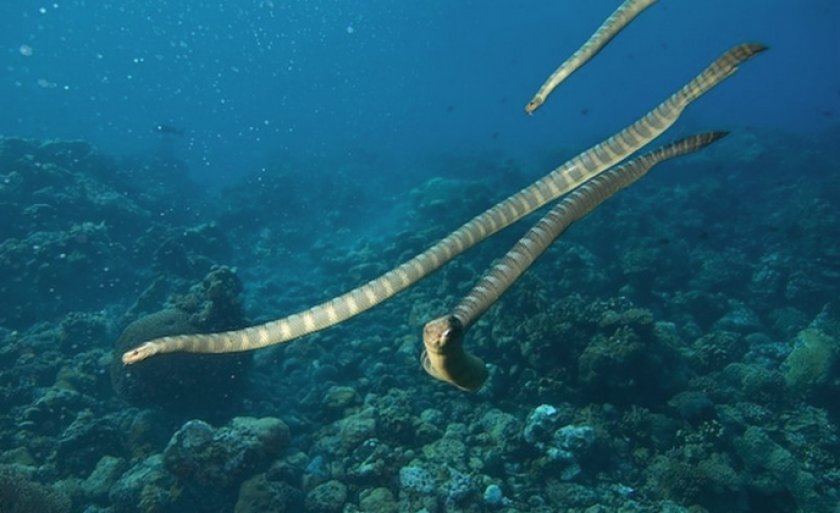 Самка и самец морской змеи