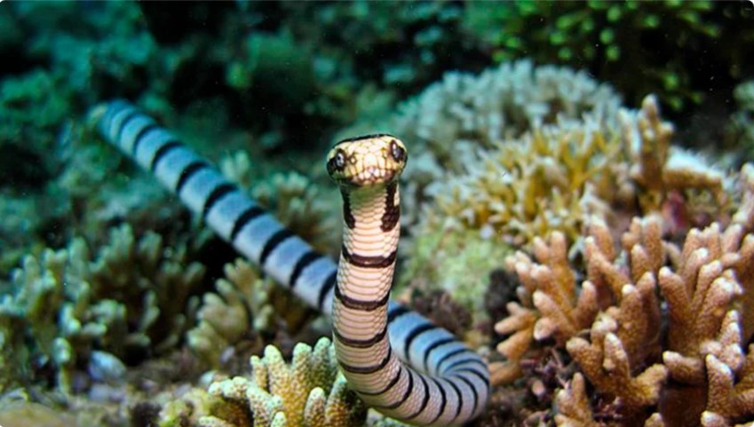 Морские змеи - Змея Блетчера 