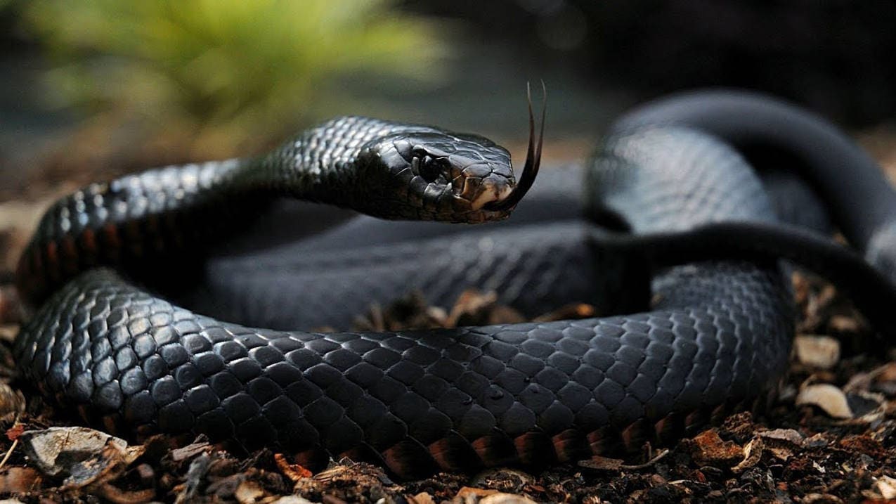Черная змея во сне – предвестница неудач и проблем