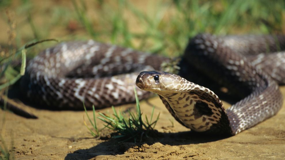 Очковая кобра - змея кусает