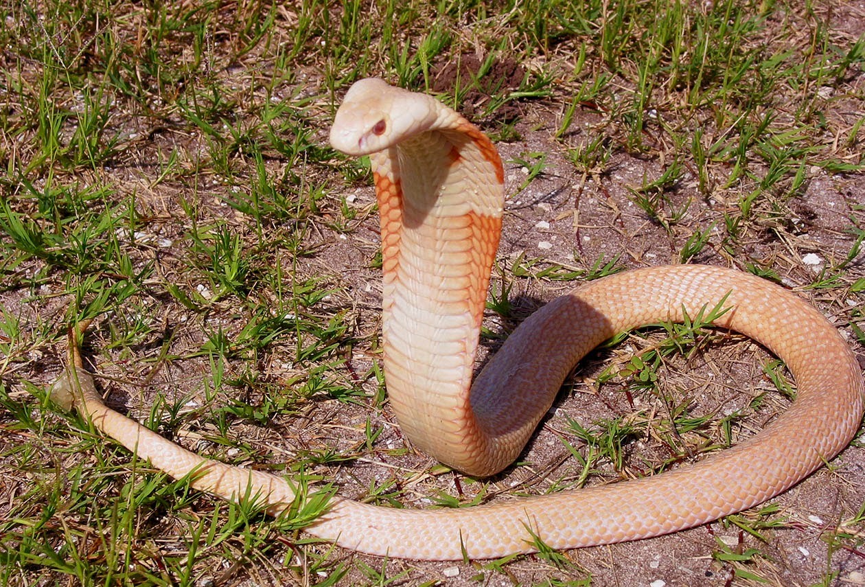 Моноклевая кобра на фото