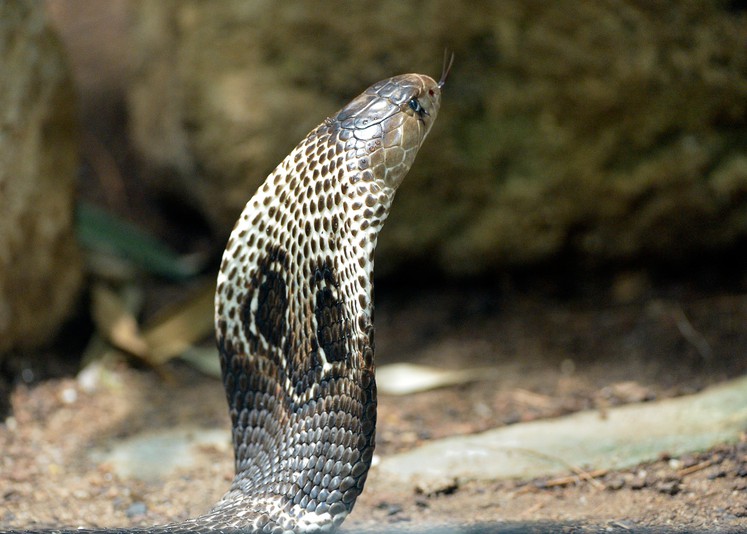 Очковая кобра - змея с одним глазом