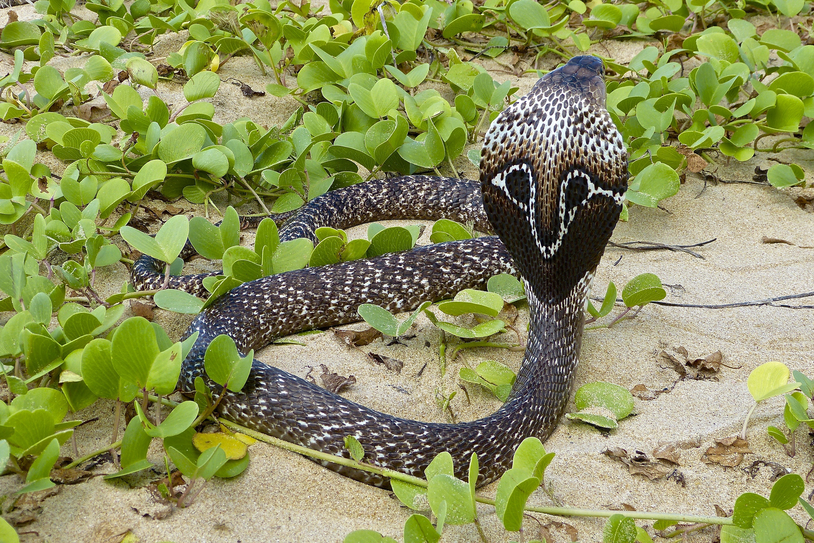 Змея в процессе нападения