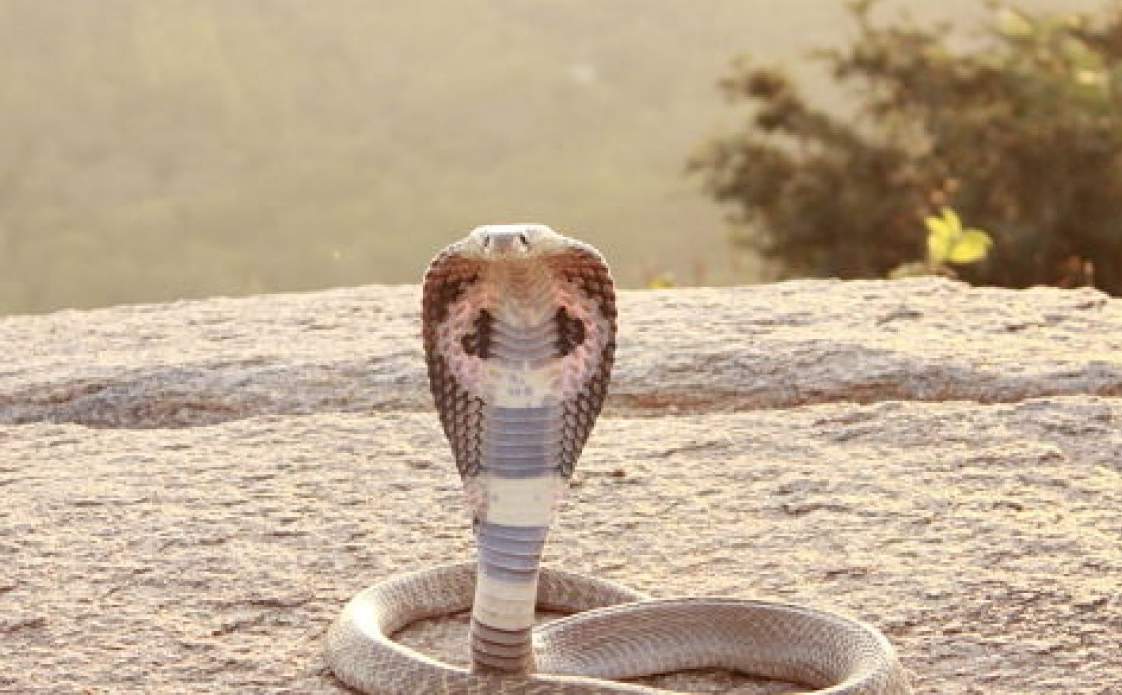 Очковая кобра живет в горах