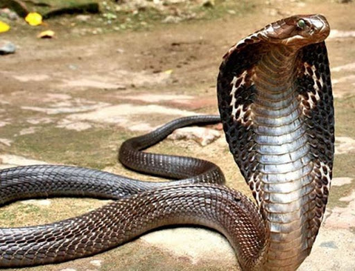 Королевская кобра демонстрирует капюшон