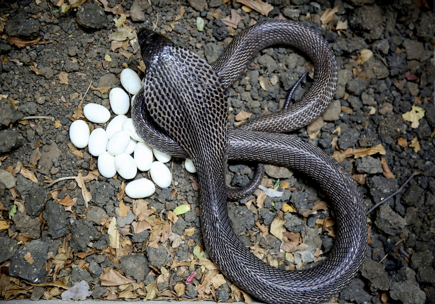 Змея и яйца