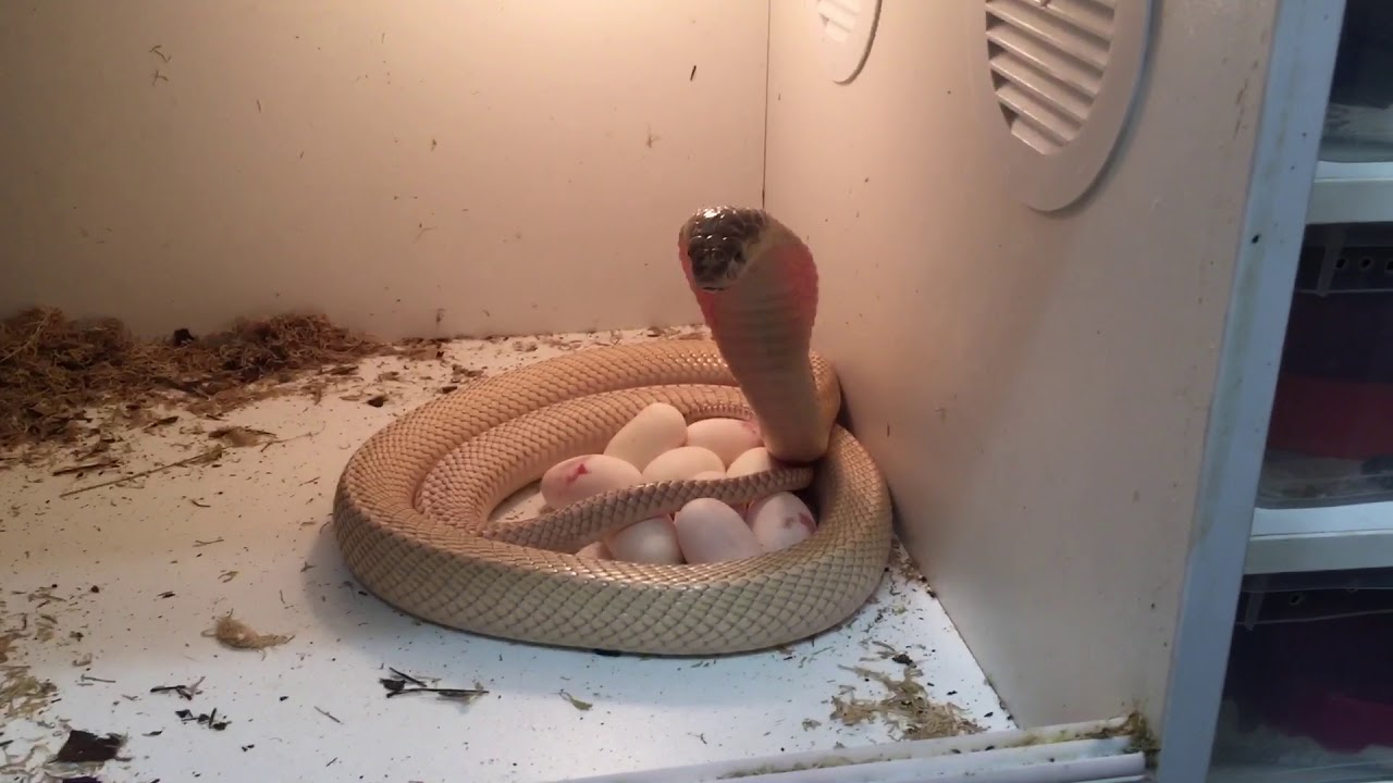 Королевская кобра охраняет кладку