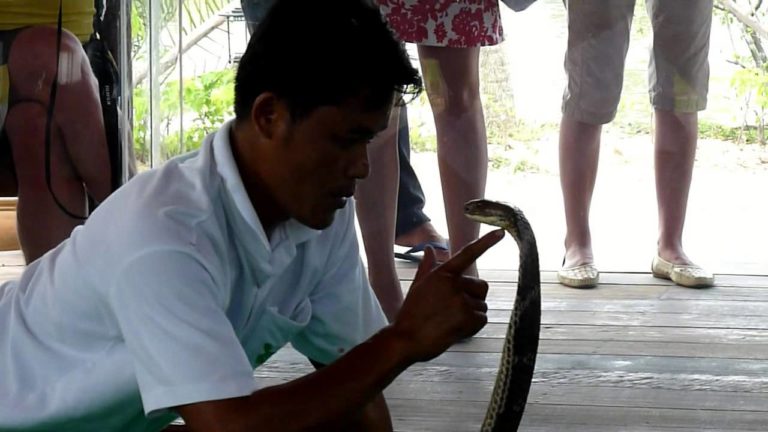 Королевская кобра фото с человеком