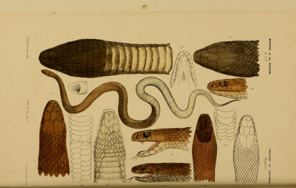 Самая ядовитая змея в мире - схематическое изображение 