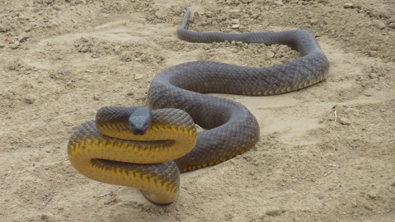 Атака самой ядовитой змеи в мире