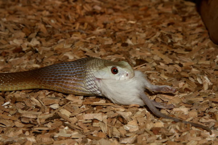 Самая ядовитая змея в мире ест мышь