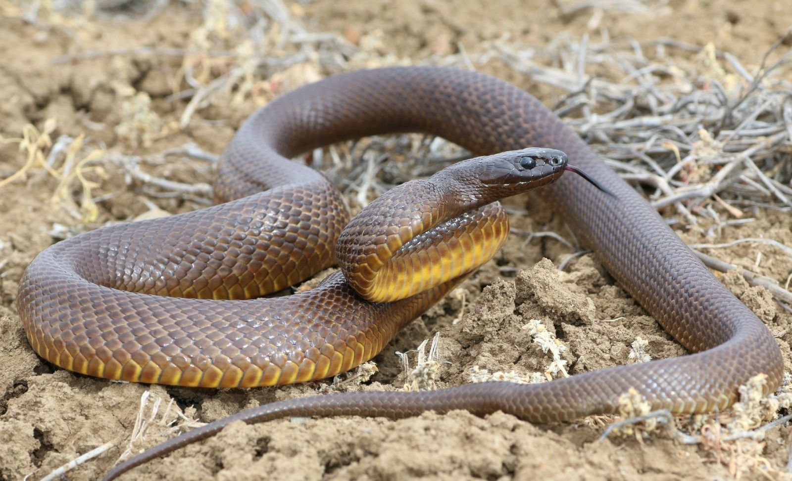 Коричневый Тайпан Маккоя -самая ядовитая змея в мире