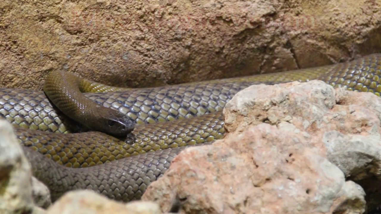 Самая ядовитая змея в мире под камнем